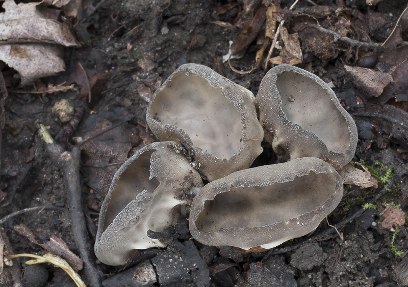 Helvella costifera